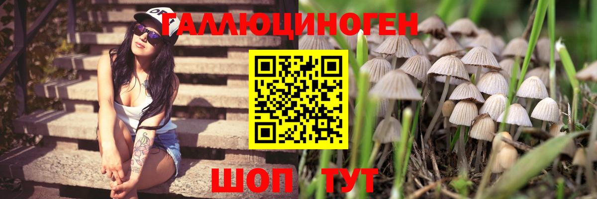 Галлюциногенные грибы Psilocybe  Вход с VPN  Ессентуки  Галлюциногенные грибы Psilocybine cubensis 